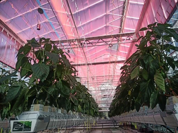 PC FOLIE LLEAF L250F620AUV 620 ROT FEINMATT/GLANZ 100000X1000MM X0,25MM